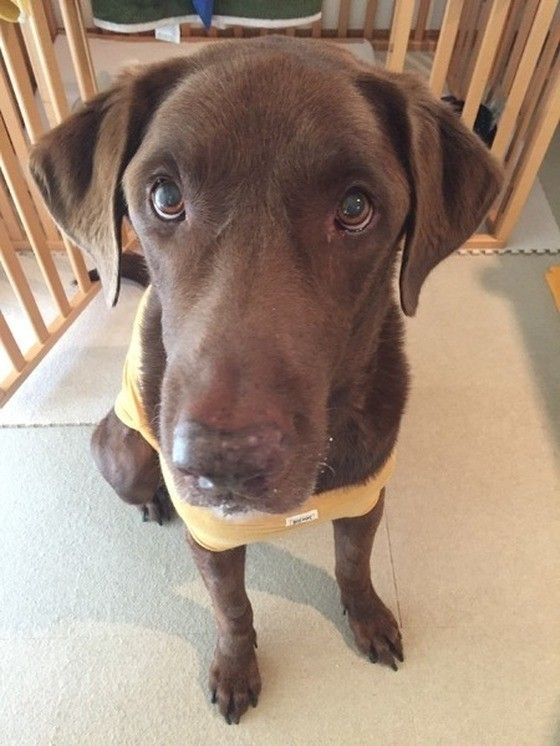 11才のラブラドール・レトリーバー