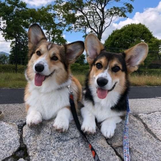 老犬の腫瘍に対する選択肢とは