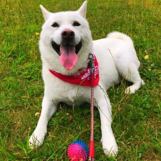 紀州犬のシロ太くん