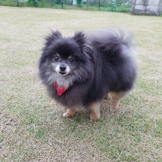 見つめるポメラニアン