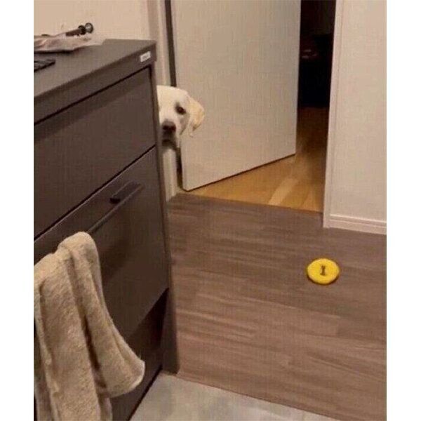 飼い主さんに視線を送るイソくん