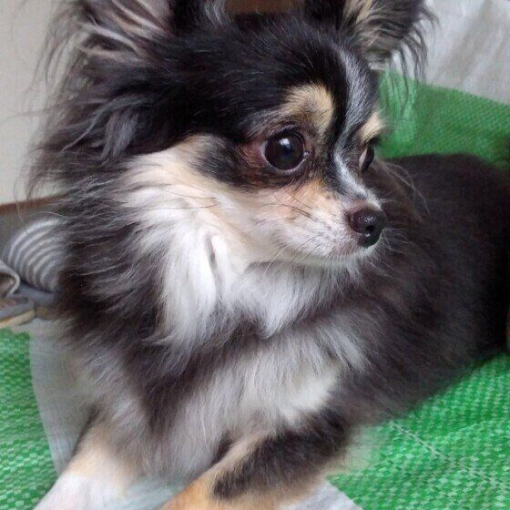 キラキラおめめのチワワ