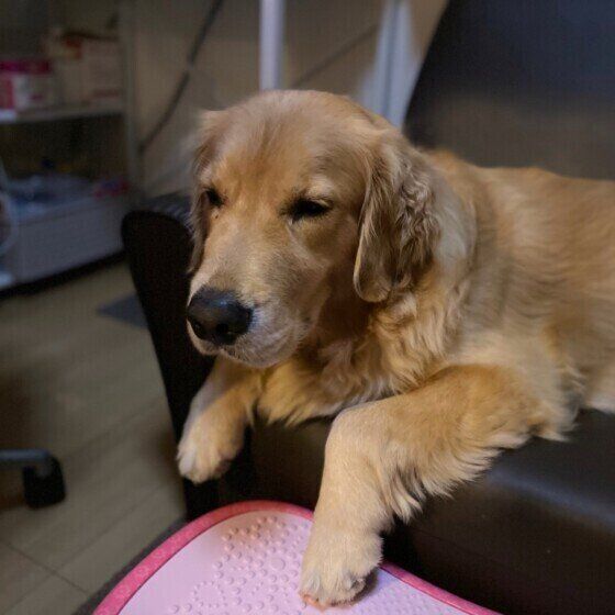 眠そうなゴールデン・レトリーバー