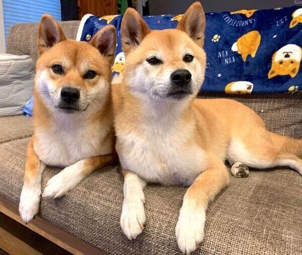 寄り添うわさびくんともずくくん