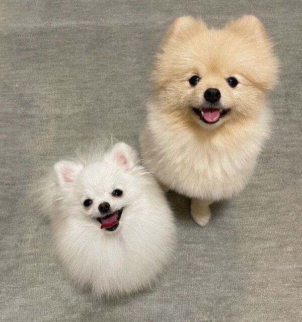 笑顔が可愛いころすけくんとぺこちゃん