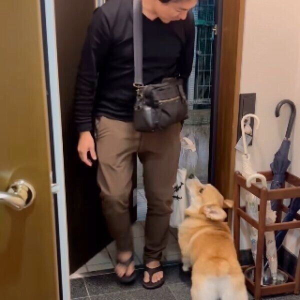 パパさんをお出迎えするジノくん