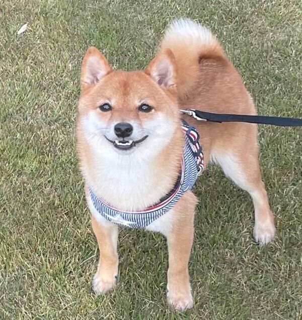 見つめるちくわくん