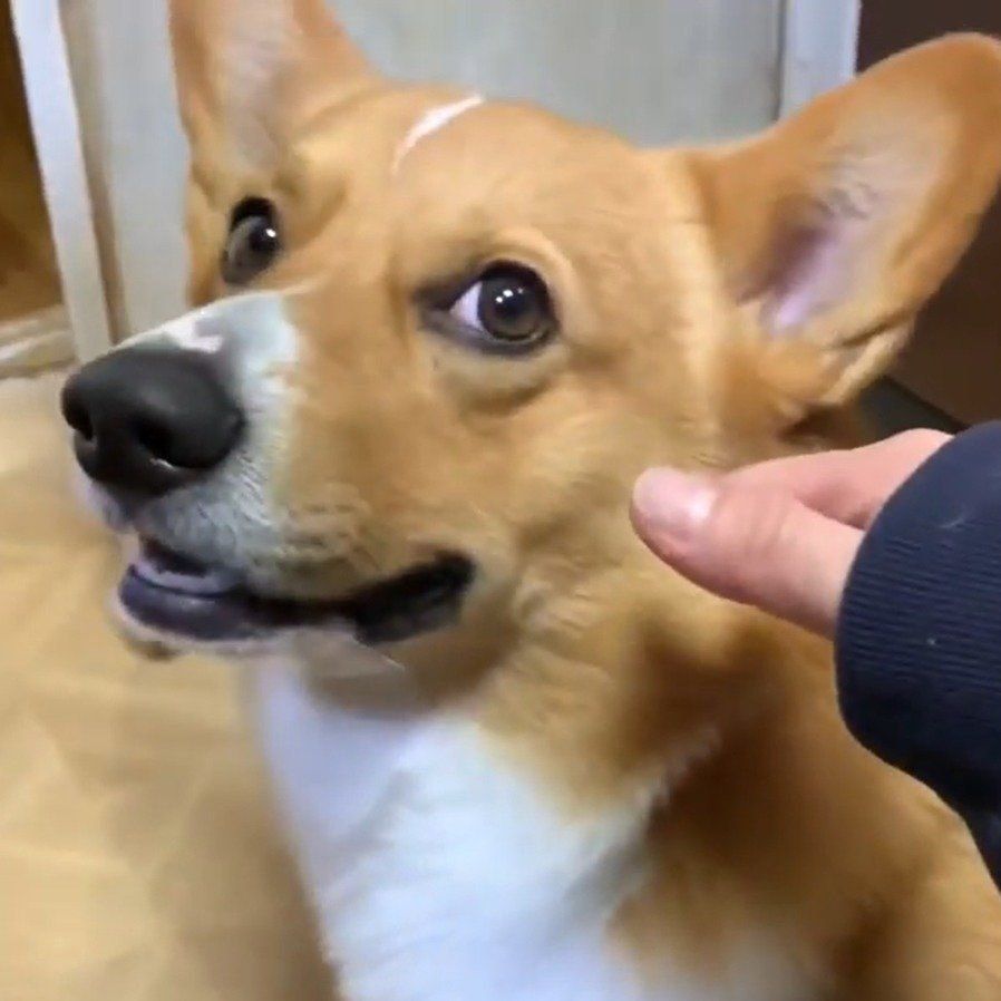 よけたコナン君の表情が絶妙