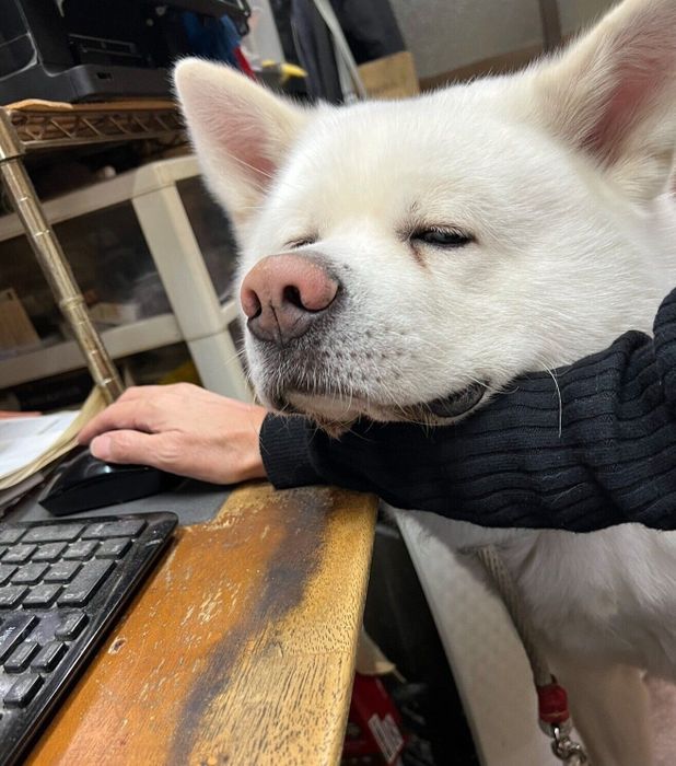 飼い主さんの腕にあご乗せする心くん