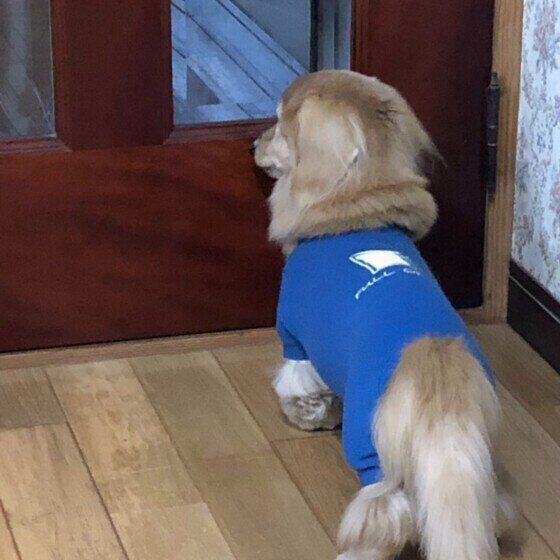 飼い主を見送るミニチュア・ダックスフンド