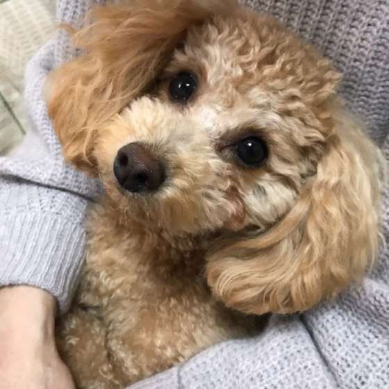 飼い主さんに抱っこされるトイ・プードル