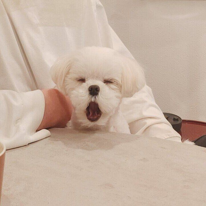 閉じた目や大きく開けた口がかわいすぎる