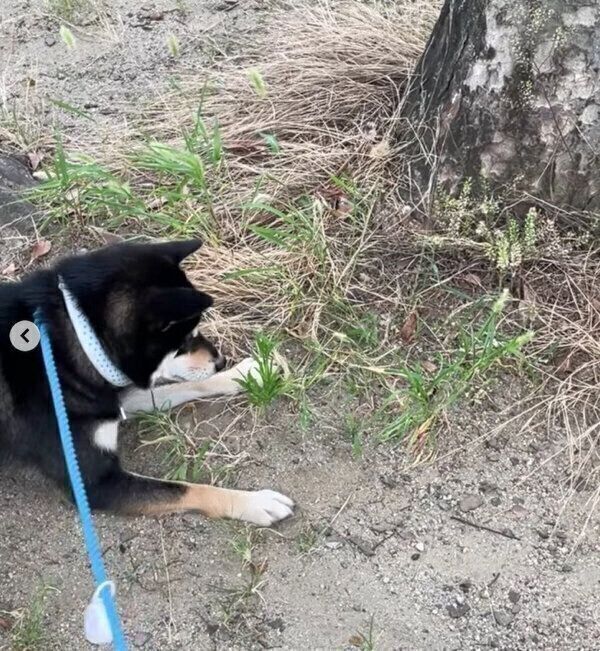 セミに興味津々なカイトくん