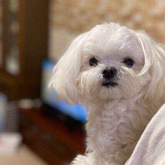 マルチーズのおかゆくん♪