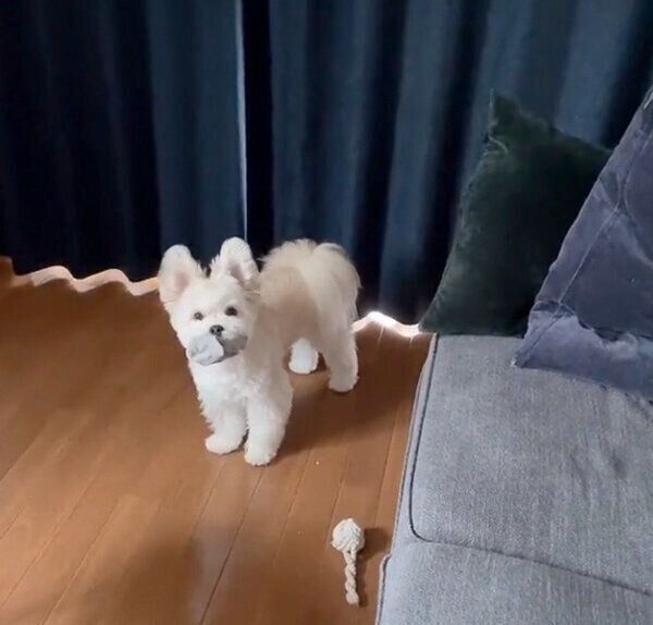 飼い主さんの靴下を盗むぽんたくん