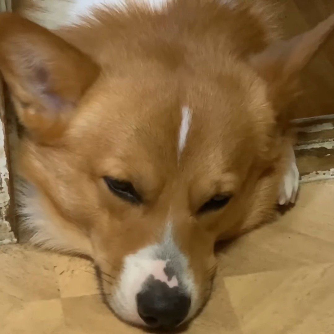 眠そうなコナン君…