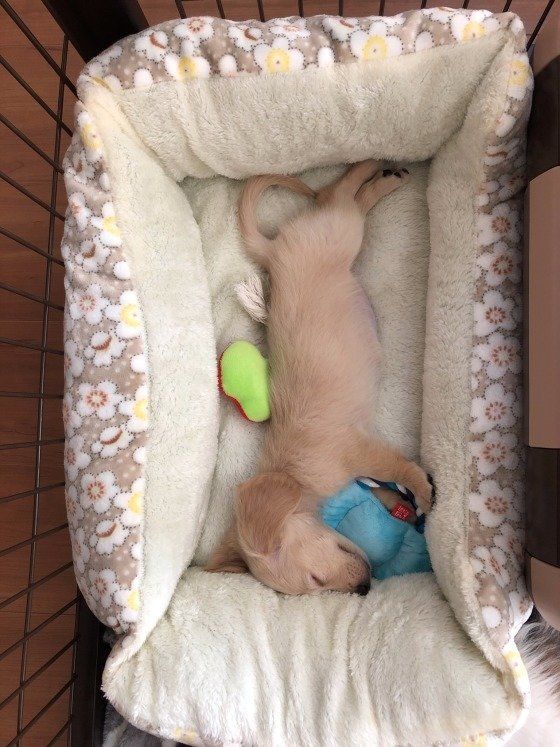 眠る犬