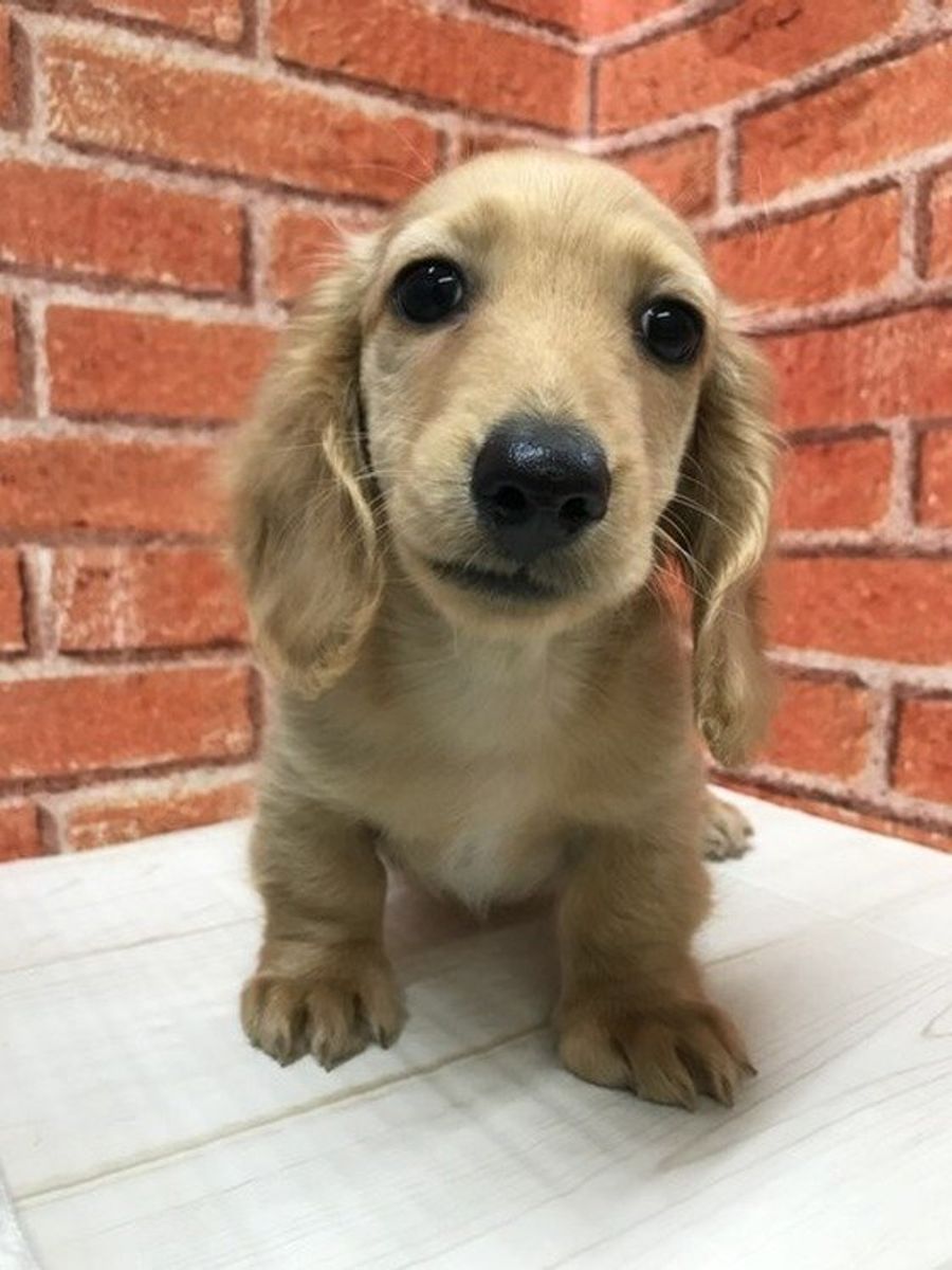 室内犬人気ランキングtop10 お部屋作りやニオイ対策のコツも解説 いぬのきもちweb Magazine 室内犬人気ランキングtop10 お部屋作りやニオイ対策のコツも解説 いぬのきもちweb Magazine