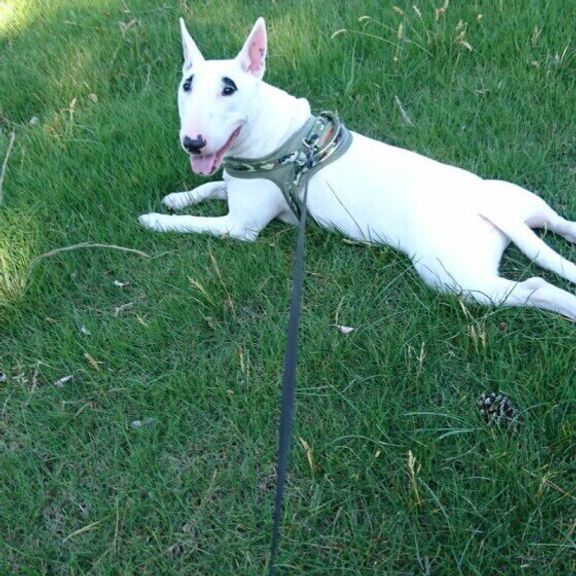 ミニチュア・ブル・テリアのトペちゃん