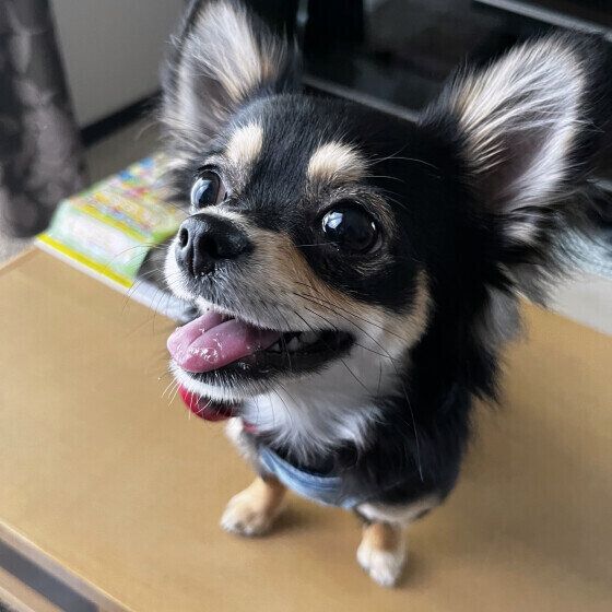 笑顔で見上げるチワワ