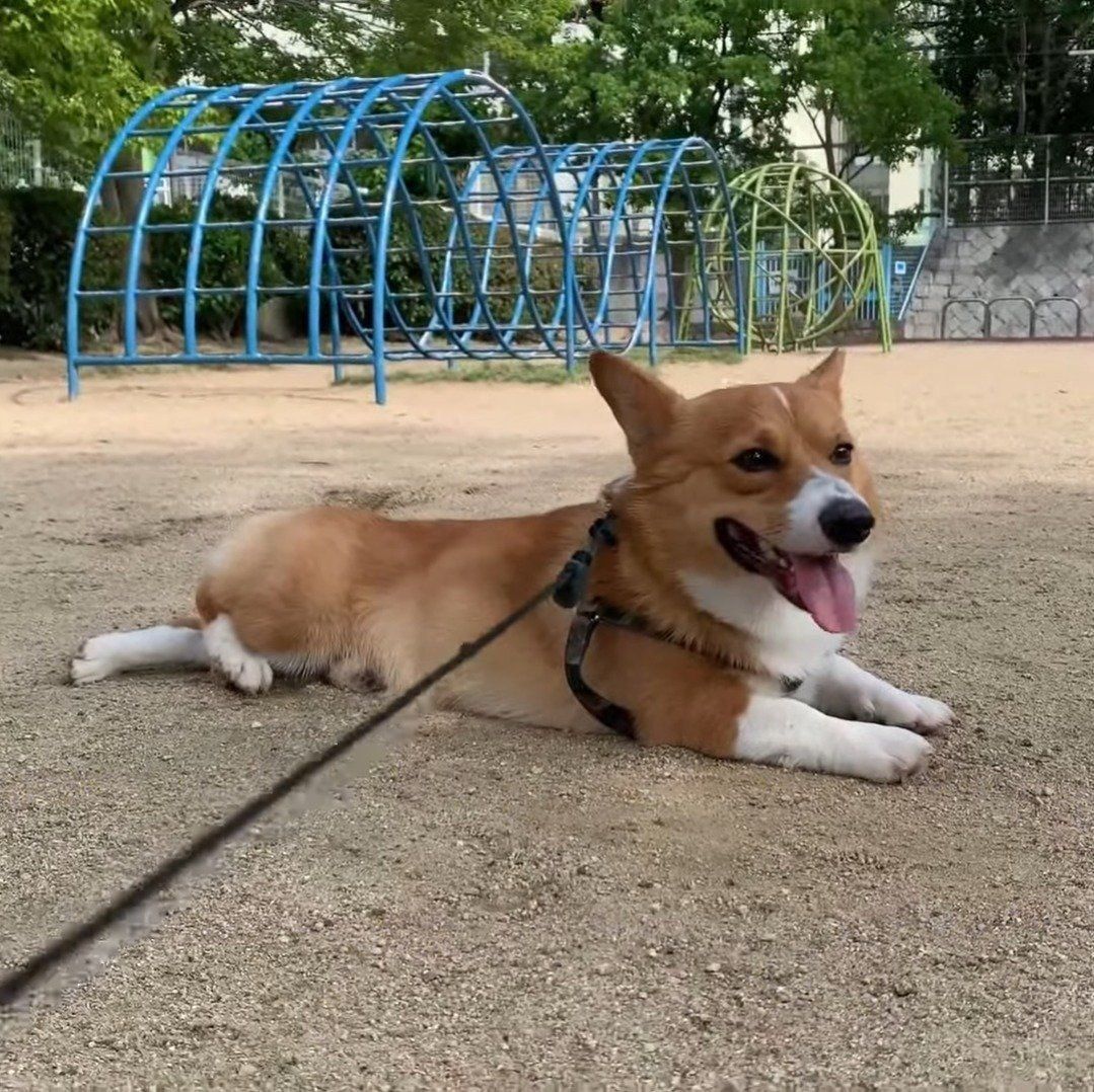 ちょっと休憩中のコナン君