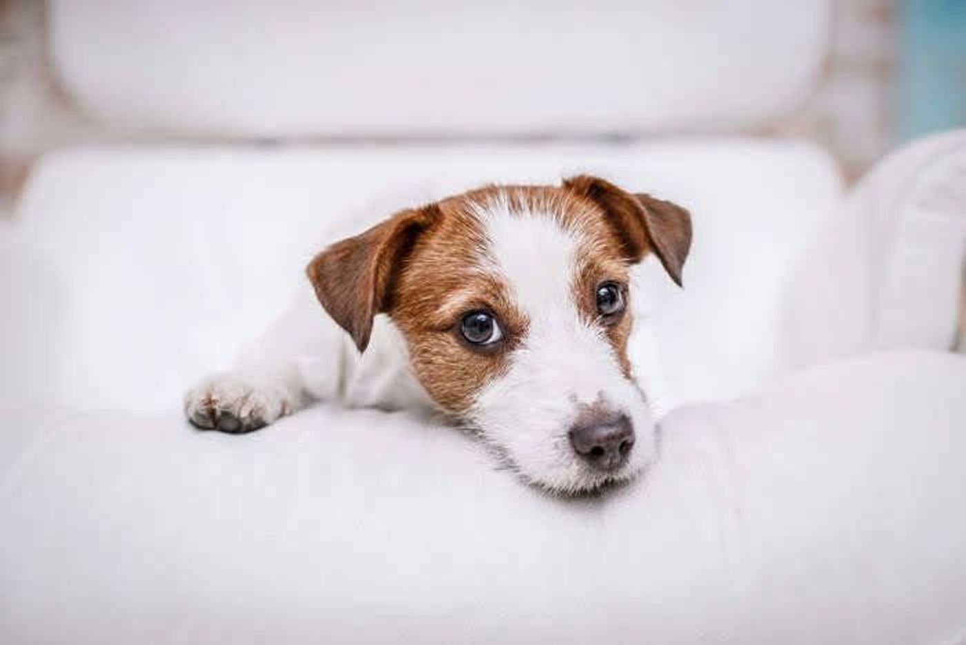 獣医師監修 犬が噛む理由 噛まない犬にする正しいしつけ 対処法 いぬのきもちweb Magazine 獣医師監修 犬が噛む理由 噛まない犬にする正しいしつけ 対処法 いぬのきもちweb Magazine