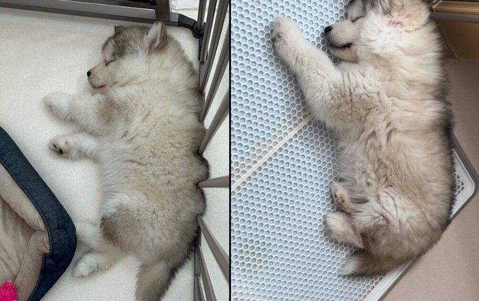 スヤスヤ眠るフブキくん