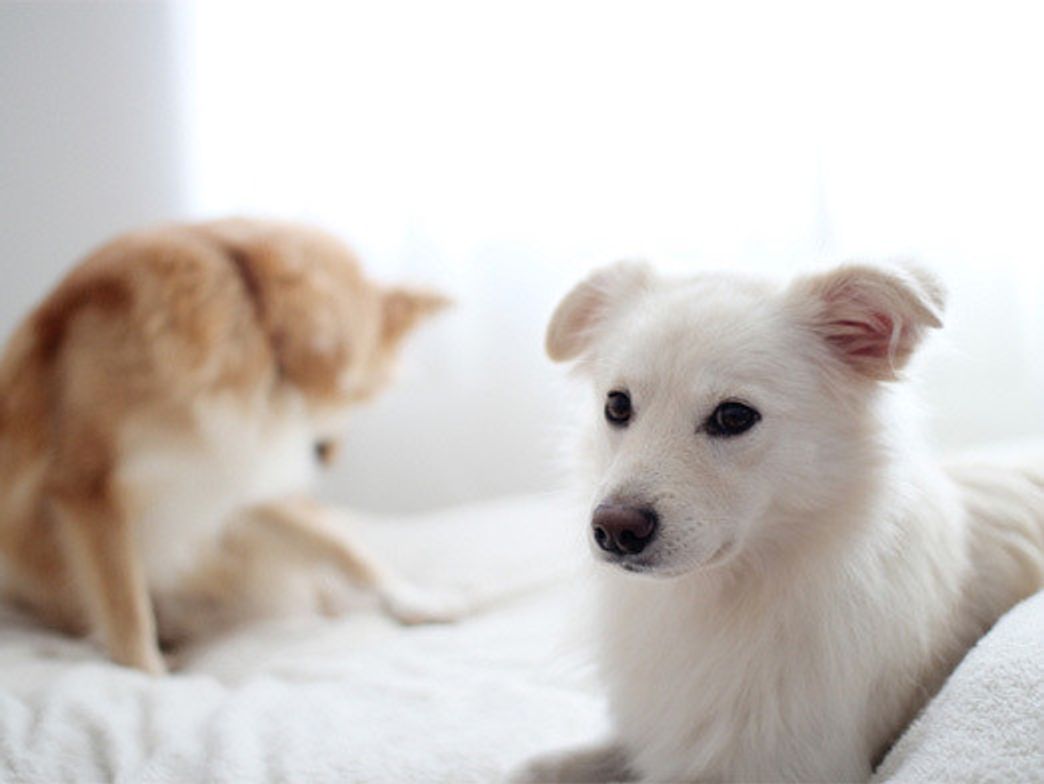 忘れていくのが怖いから 穴澤賢の犬のはなし いぬのきもちweb Magazine 忘れていくのが怖いから 穴澤賢の犬のはなし いぬのきもちweb Magazine