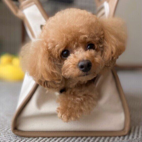 肉球や指の間が赤くなったり 腫れたり 指間炎 になりやすい犬の傾向 いぬのきもちweb Magazine