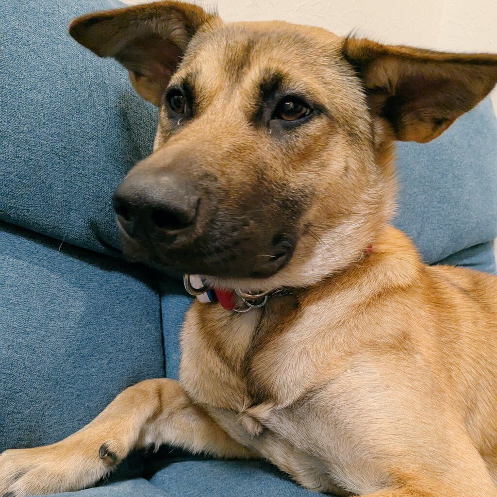 「山の中で保護された」というリラちゃん