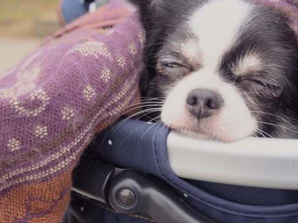 最近 愛犬の口が臭いかも 犬の歯周病は口臭で早期発見 油断は禁物 いぬのきもちweb Magazine 最近 愛犬の口が臭いかも 犬の歯周病は口臭で早期発見 油断は禁物 いぬのきもちweb Magazine