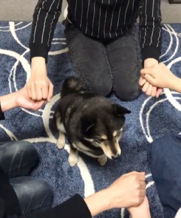 ゲームをする豆柴