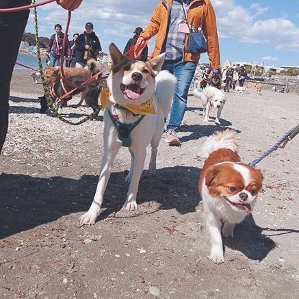 Poochでは散歩が苦手な犬たちの講習会も実施。Poochの保護犬以外の飼い主さんも参加可能