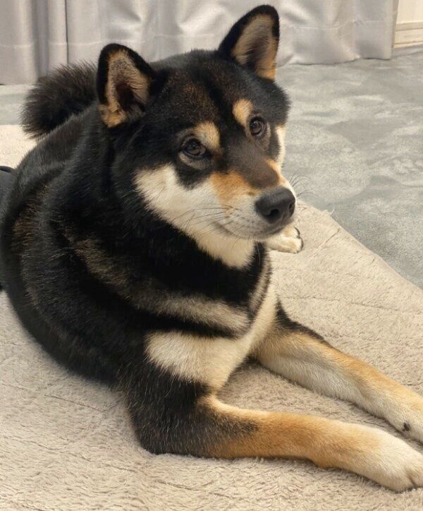 カメラ目線でキリッとするもち吉くん