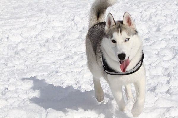 走るルディくん