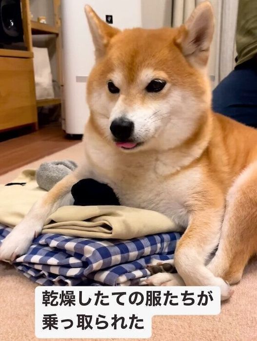 洗濯物の上に乗る文太くん
