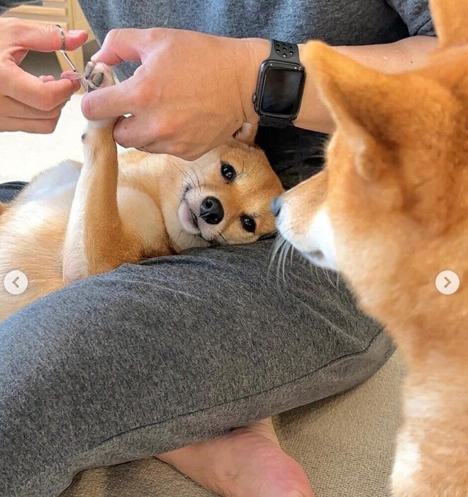 足裏の毛をカットしているまるちゃんを見つめるはなちゃん