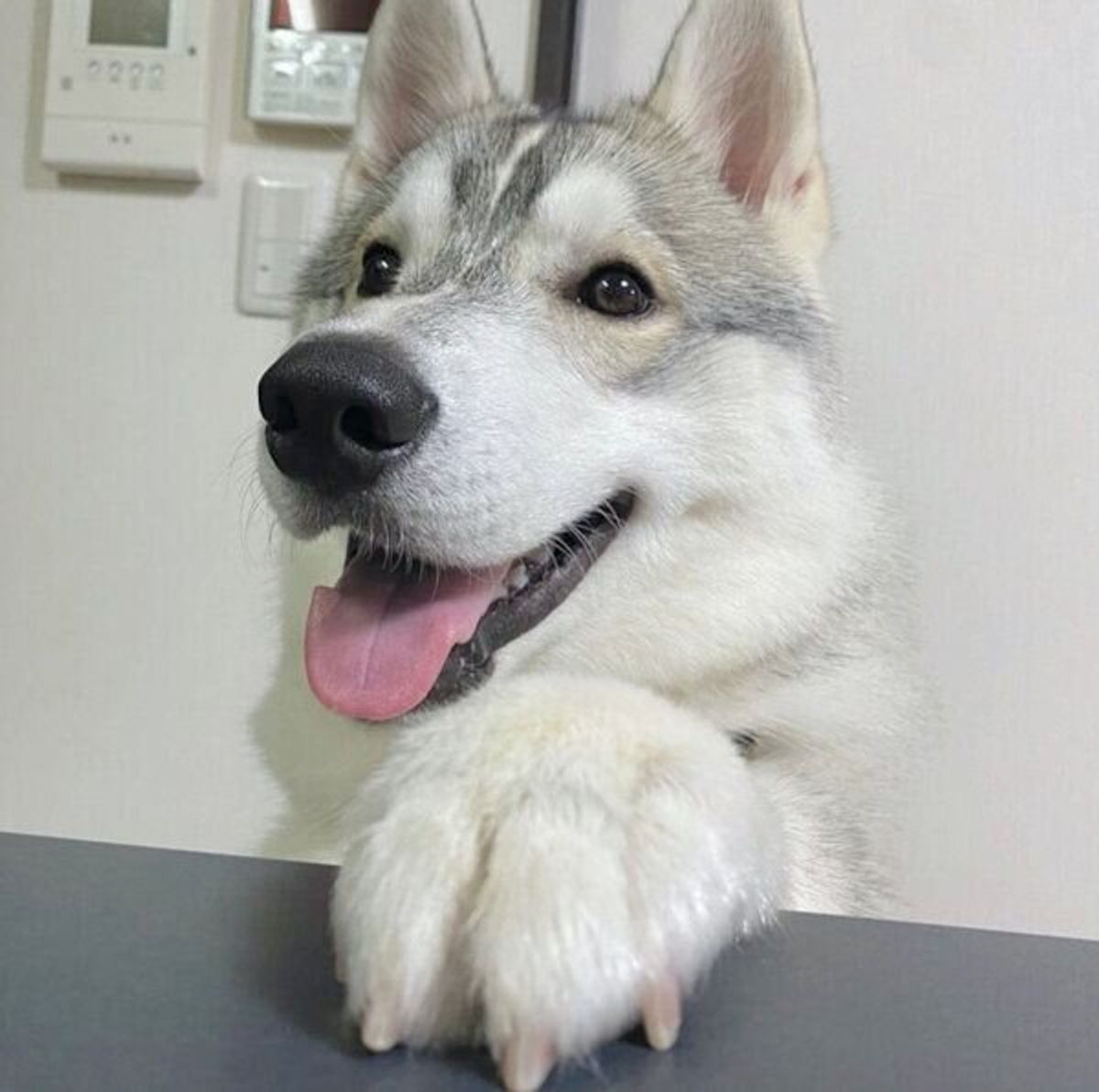 メガネ模様 がカワイイ生後3カ月のハスキーが半年後には 大人っぽい雰囲気に激変 いぬのきもちweb Magazine メガネ模様 がカワイイ生後3カ月のハスキーが半年後には 大人っぽい雰囲気に激変 いぬのきもちweb Magazine