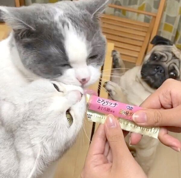 「ちゅ〜る」を食べるネギトロちゃんとカンパチくんを見つめるパグ太郎くん