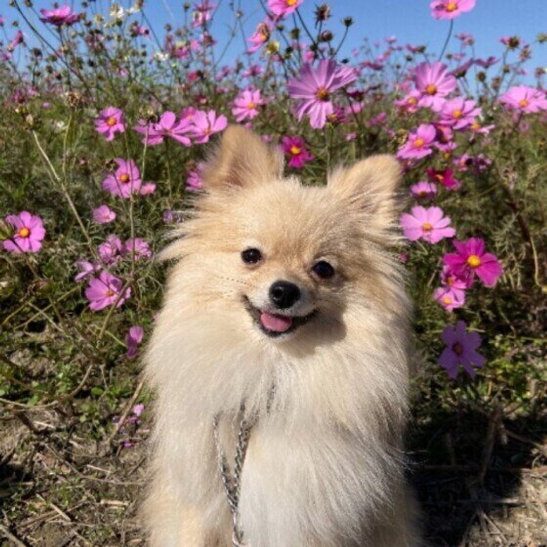 犬にも 食欲の秋 ってあるの 犬が注意したい秋が旬の食べ物とは いぬのきもちweb Magazine 犬にも 食欲の秋 ってあるの 犬が注意したい秋が旬の食べ物とは いぬのきもちweb Magazine