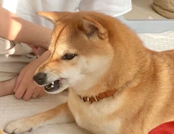 鏡を見つめてムキ顔になるりんご郎くん