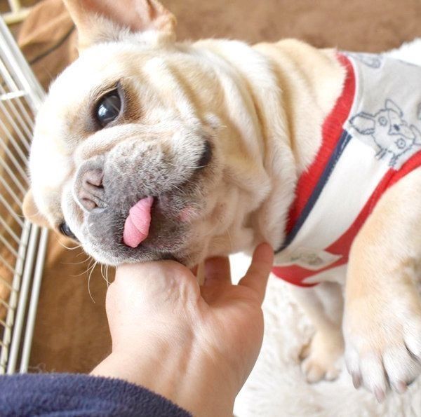 元繁殖犬・フレンチ・ブルドッグのもなちゃん