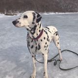 ダルメシアンの特徴と性格 飼い方 価格相場など 犬図鑑 いぬのきもちweb Magazine