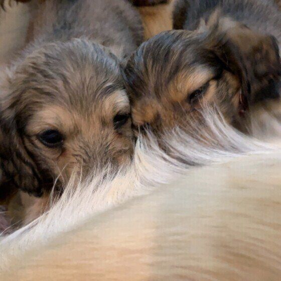 犬のおヘソはどこにある 意外と知らない 犬の不思議な生態 いぬのきもちweb Magazine