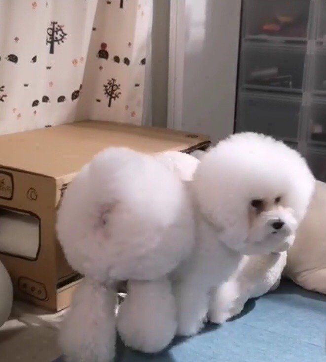 トイ・プードルしらすちゃん、もふもふギュウギュウ♪ 満員で