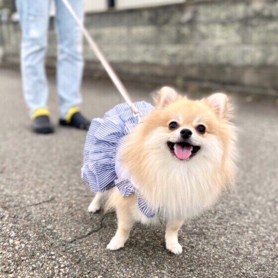 幸せそうな表情のポメラニアン