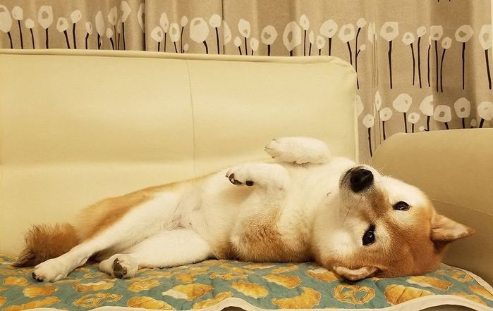 ここ柴の愛犬「こよみ」