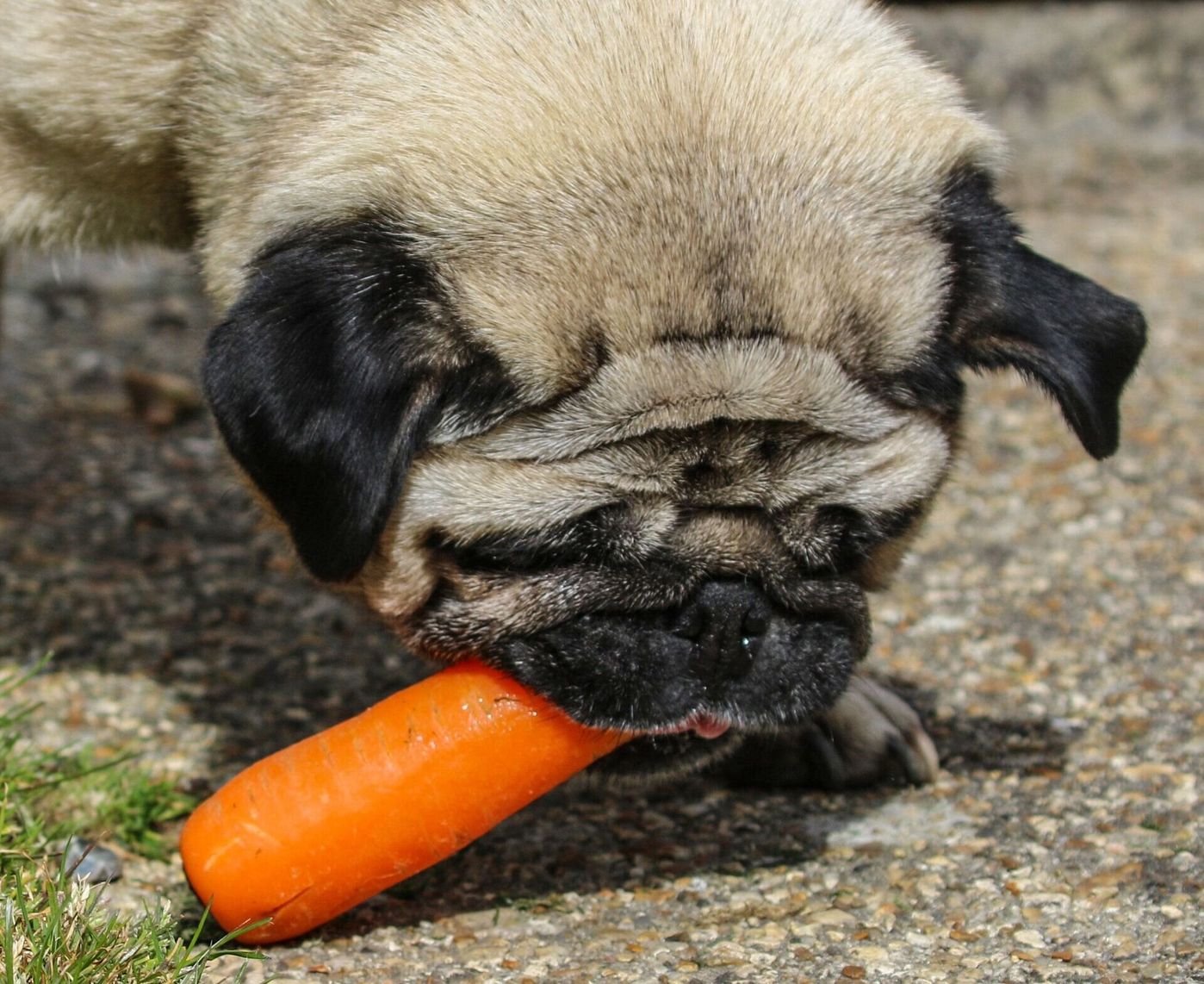 獣医師監修 犬ににんじんを与えても大丈夫 にんじんを食べるメリットと与え方を解説 いぬのきもちweb Magazine 獣医師監修 犬ににんじんを与えても大丈夫 にんじんを食べるメリットと与え方を解説 いぬのきもちweb Magazine