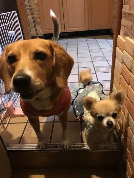 お出迎えしてくれる二匹