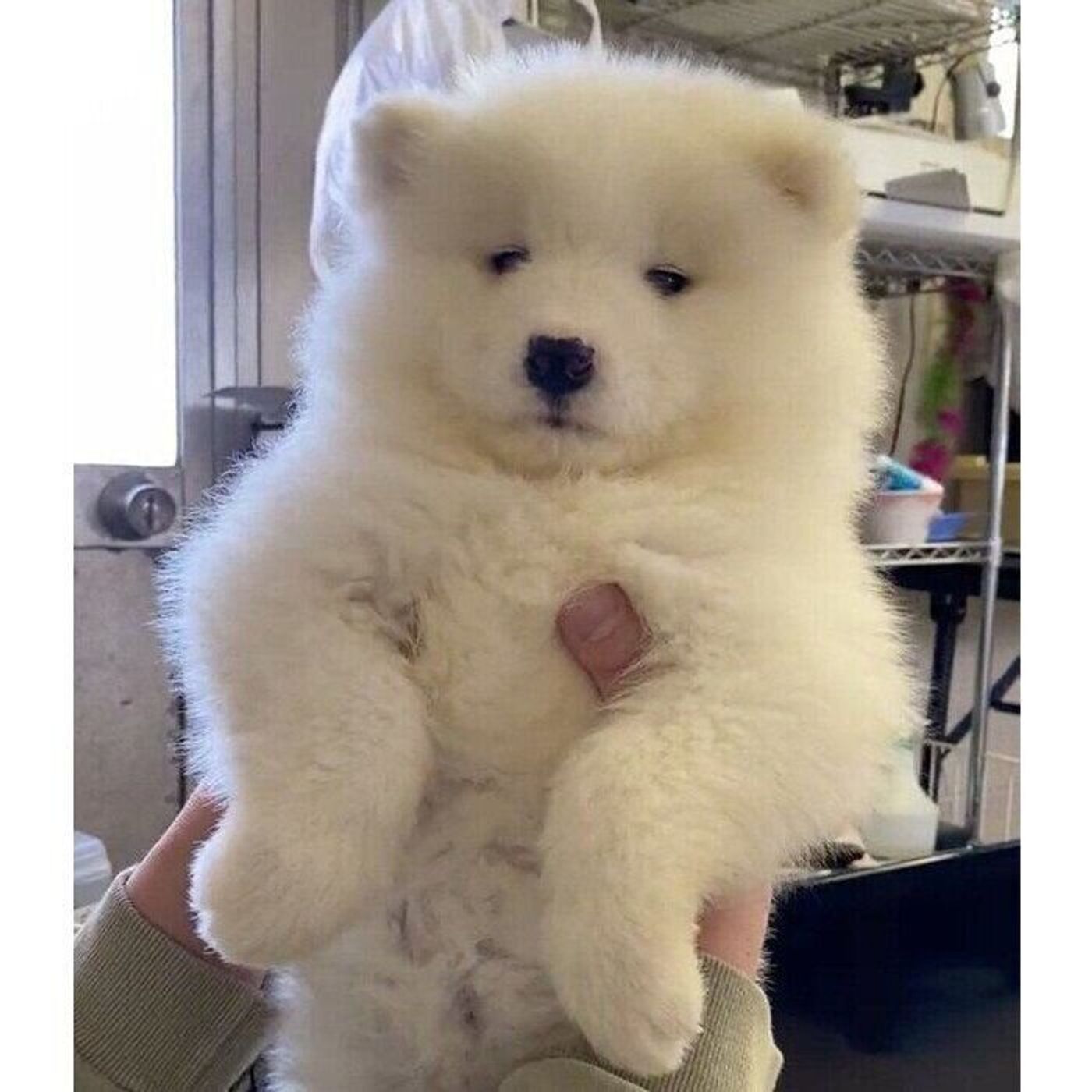 シロクマ みたい な 犬